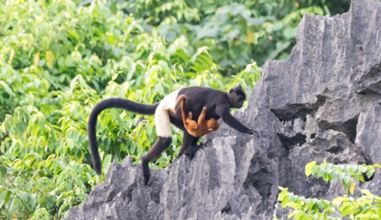 2-Day Ninh Binh Nature Escape : Cuc Phuong Jungle Trek, Van Long Boat Ride & Scenic Bike